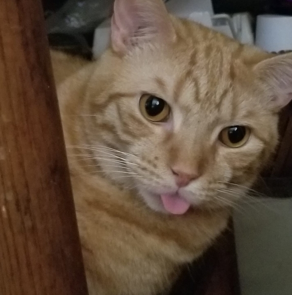 Meet your Posher, Lisa - Picture 1 of 1